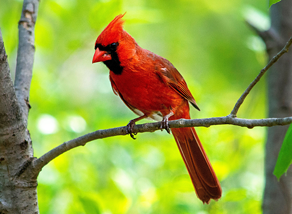 a cardinal
